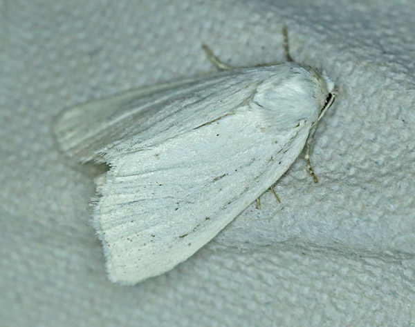 Kridtugle, Photedes morrisii (Dale, 1837). Saltholm, Danmark d. 7 juli 2013. Fotograf; Lars Andersen