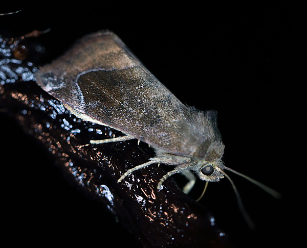 Violet Ordenugle, Cosmia pyralina. Amager Fælled, Amager d. 18 juli 2013. Fotograf; Lars Andersen