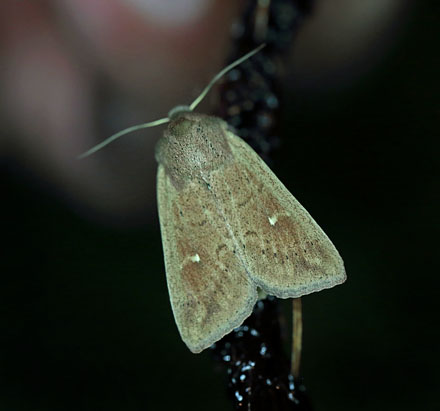 Grsugler, Mythimna ferrago. Lyslokning p Amager Flled  4 juli 2013. Fotograf: Lars Andersen