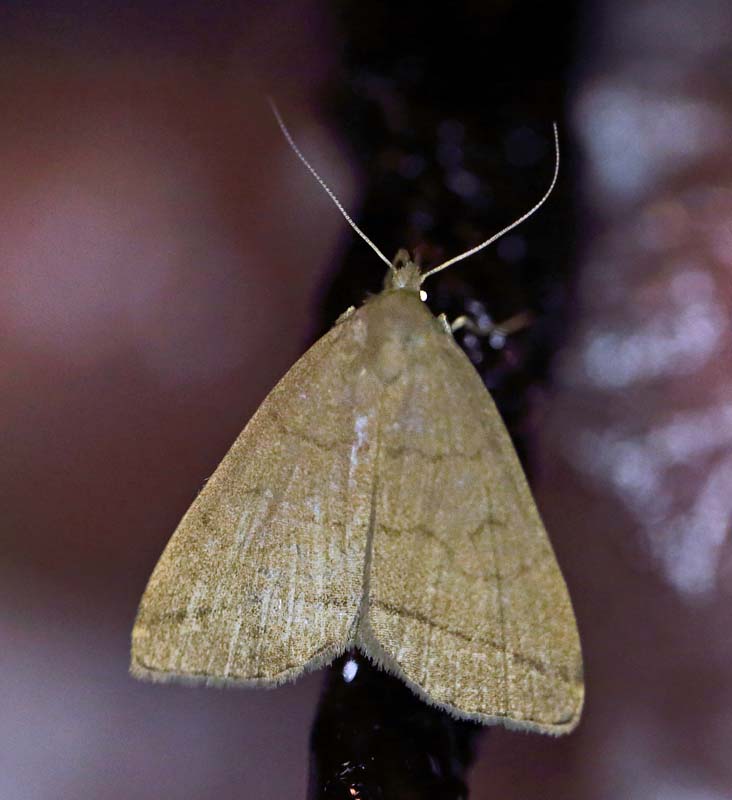 Herminia tarsipennalis. Amager Fælled d. 18 juli 2013. Fotograf: Lars Andersen