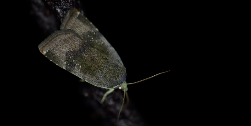 Violetgr Smutugle, Noctua janthina. Strandengen, Amager Flled, Amager d. 18 juli 2013. Fotograf; Lars Andersen