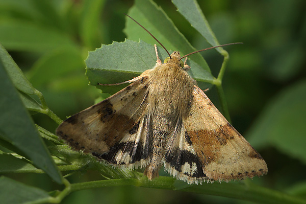 Cikorieugle, Heliothis viriplaca, Amager Fælled, Amager d. 5 August 2013. Fotograf; Lars Andersen