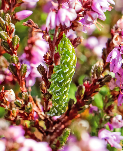 Hvidplettet Lyngugle, Anarta myrtilli larve. Rusland, Nordsjælland, Danmark d. 6 september 2013. Fotograf; John S. Petersen
