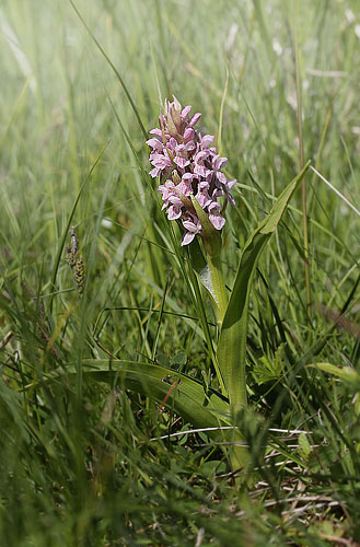 Kdfarvet Ggeurt, Dactylorhiza incarnata fra Amager Flled d. 1 juni 2013.  Fotograf; Lars Andersen