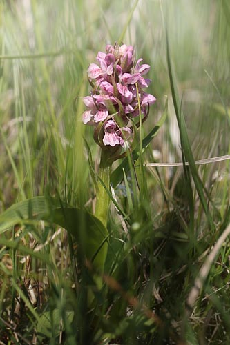 Kdfarvet Ggeurt, Dactylorhiza incarnata fra Amager Flled d. 1 juni 2013.  Fotograf; Lars Andersen