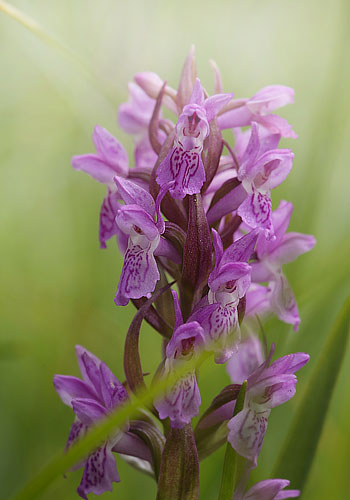 Kdfarvet Ggeurt, Dactylorhiza incarnata fra Amager Flled d. 9 juni 2013.  Fotograf; Lars Andersen