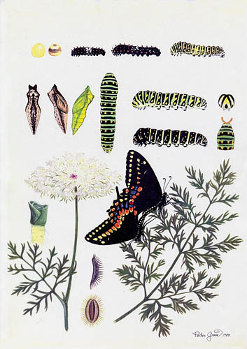 Baids Swallowtail, Papilio machaon bairdii. Illustrator; Peder Greve i  80'erne.