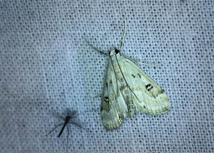 Parapoynx stratiotata. Amager Fælled d. 4 juli 2013. Fotograf; Lars Andersen