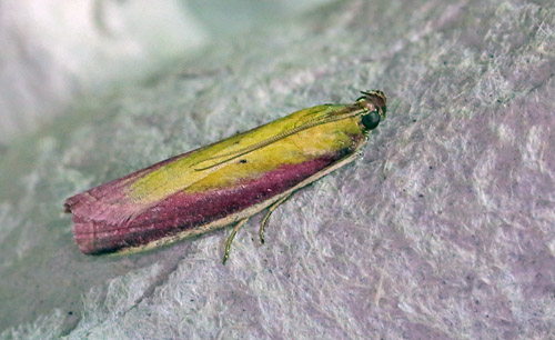 Oncocera semirubella. Amager Flled d. 4 juli 2013. Fotograf; Lars Andersen