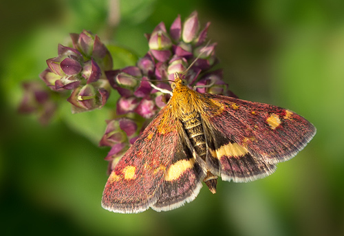 Pyrausta aurata. Grslev Vnge, Midtsjlland d. 25 juli - 2013. Fotograf; Knud Ellegaard