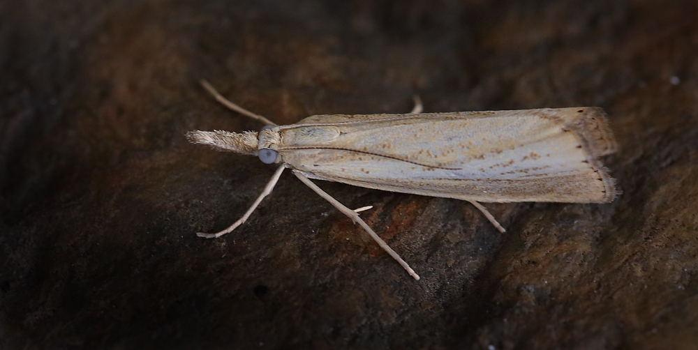 Agriphila straminella. Amager Fælled d. 27 juli 2013. Fotograf; Lars Andersen