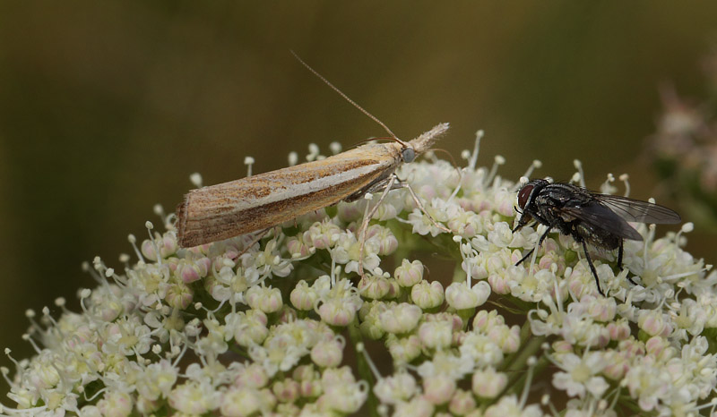 Agriphila tristella. Amager Fælled d. 19 august 2013. Fotograf; Lars Andersen