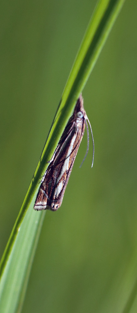 Crambus pascuella. Amager Fælled d. 3 juni 2013. Fotograf; Lars Andersen