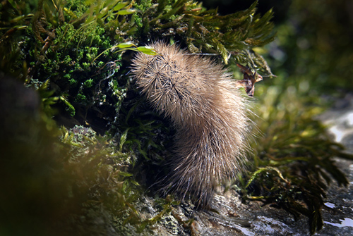 Kanelbjrn, Phragmatobia fuliginosa i mos p birkestamme. Pinseskoven d. 3 marts 2013. Fotograf; Lars Andersen