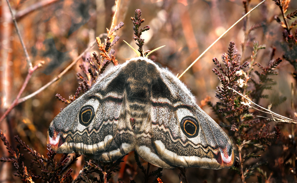 Lille Natpfugleje, Saturnia pavonia hun. Melby Overdrev, Nordsjlland. d. 4 Maj 2013. Fotograf:  Lars Andersen