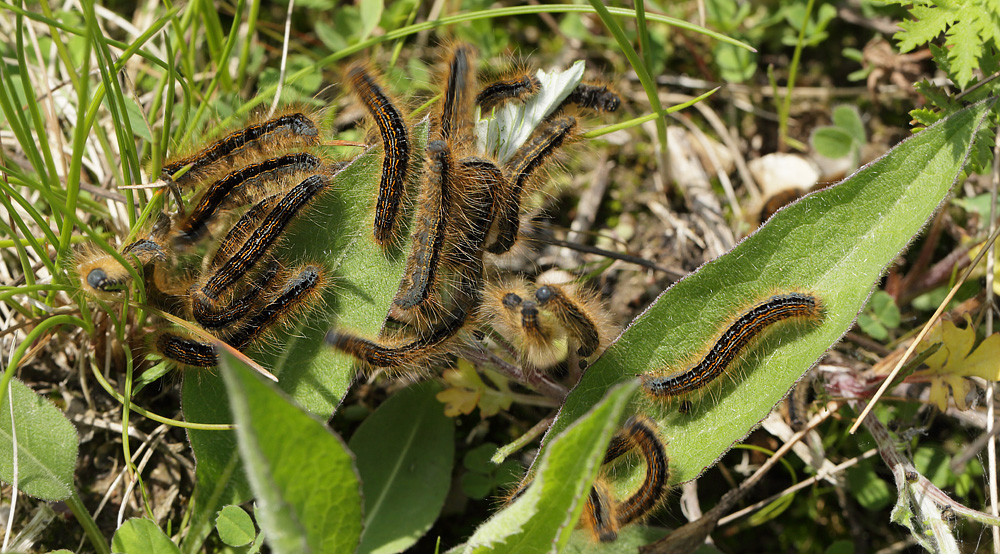 Strandringspinder, Malacosoma castrensis larver. Amager Fælled 27 maj 2013. Fotograf: Lars Andersen