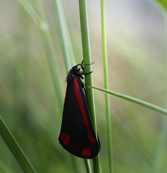 Blodplet, Tyria jacobaeae. Krinsen, Kongs Nytorv, København d. 28 maj 2013. Fotograf; Lars Andersen