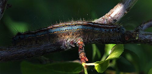 Ringspinder, Malacosoma neustria larve. Amager Flled d. 4 juni 2013. Fotograf; Lars Andersen