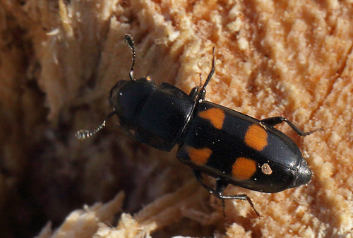 Europisk Barkbilleder, Glischrochilus quadripunctatus. Hakafors, Blekinge/Smland, Sverige. d. 18 Maj 2013. Fotograf: Lars Andersen