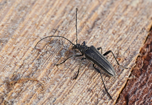 Forskelligfarvet Hkkebuk, Oxymirus cursor. Hakafors, Blekinge/Smland, Sverige. d. 18 Maj 2013. Fotograf: Lars Andersen