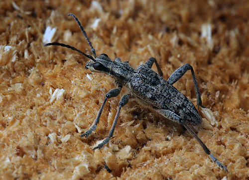 Fyrretandbuk, Rhagium inquisitor. Hakafors, Blekinge/Smland, Sverige. d. 18 Maj 2013. Fotograf: Lars Andersen