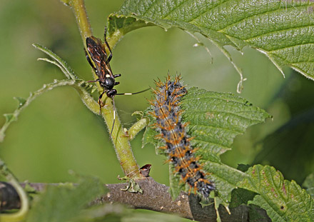 Her en Snyltehvepsen, Ichneumonidae sp. der vil parasiterer en Kirsebrtakvinge, Nymphalis polychloros larve.  Skoghult, Smland, Sverige d. 20 juni 2012. Fotograf; Ole Andersen