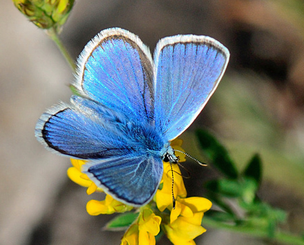 Hvidrandet blfugl, Polyommatus dorylas han. hus, det stlige Skne, Sverige medio juli 2013. Fotograf: Lars Adler Krogh