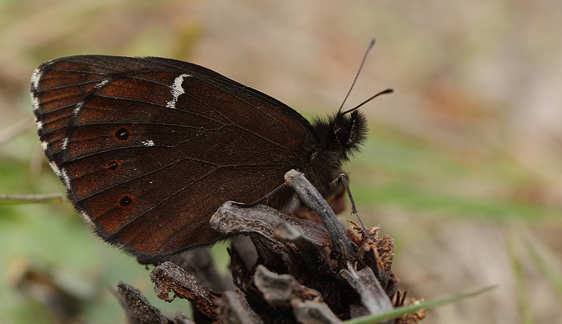 Skov-Bjergrandje,  Erebia ligea. hus, Skne, Sverige d. 14 juli 2013. fotograf; Lars Andersen