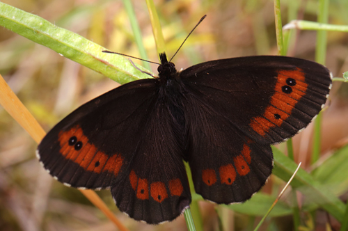 Skov-Bjergrandje,  Erebia ligea. hus, Skne, Sverige d. 14 juli 2013. fotograf; Lars Andersen