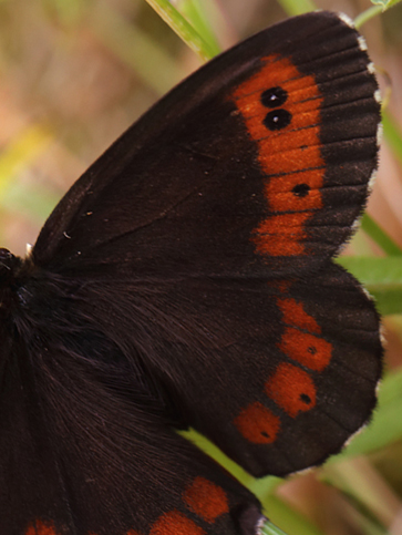 Skov-Bjergrandøje, Erebia ligea. Åhus, Skåne, Sverige d. 21 juli 2013. fotograf; Lars Andersen