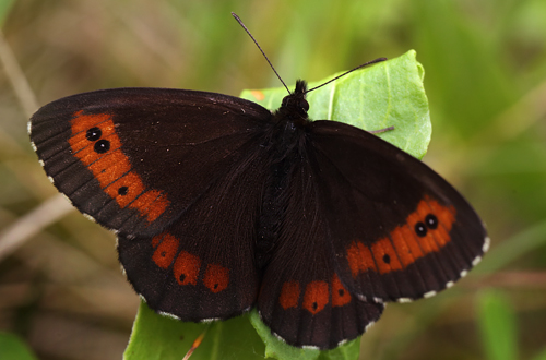 Skov-Bjergrandje,  Erebia ligea. hus, Skne, Sverige d. 14 juli 2013. fotograf; Lars Andersen