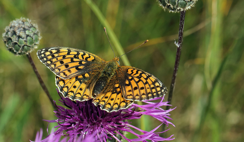 Klitperlemorsommerfugl, Argynnis niobe hun. hus, Skne, Sverige d. 14 juli 2013. Fotograf;  Lars Andersen