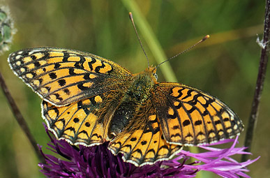 Klitperlemorsommerfugl, Argynnis niobe hun. Åhus, Skåne, Sverige d. 14 juli 2013. Fotograf; Lars Andersen