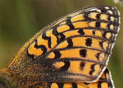 Klitperlemorsommerfugl, Argynnis niobe hun. hus, Skne, Sverige d. 14 juli 2013. Fotograf;  Lars Andersen