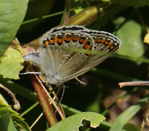 Astragelblfugl, Plebejus argyrognomon hun. Smland. Sverige d. 21 juli 2013. Fotograf: Lars Andersen