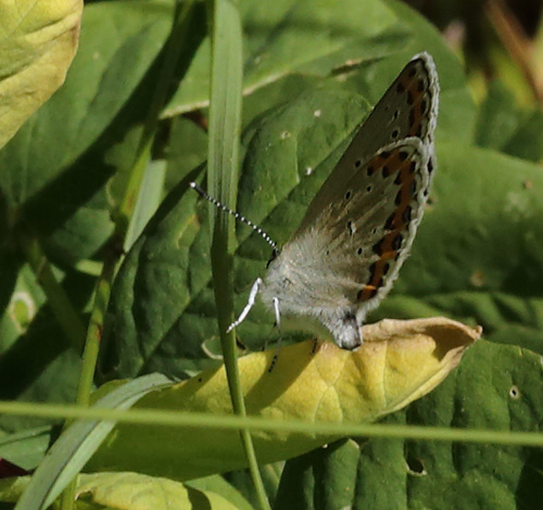 Astragelblfugl, Plebejus argyrognomon hun. Smland. Sverige d. 21 juli 2013. Fotograf: Lars Andersen