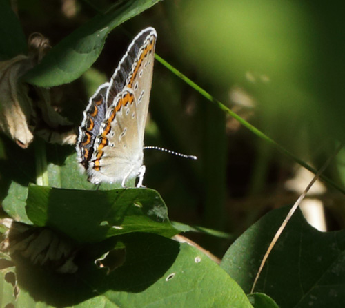 Astragelblfugl, Plebejus argyrognomon hun. Smland. Sverige d. 21 juli 2013. Fotograf: Lars Andersen