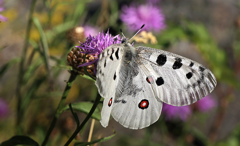 Apollo, Parnassius apollo. Loftahammar, Smland, Sverige. d. 21 July 2013. Photographer; Lars Andersen