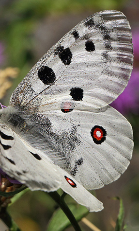 Apollo, Parnassius apollo. Loftahammar, Smland, Sverige. d. 21 July 2013. Photographer; Lars Andersen