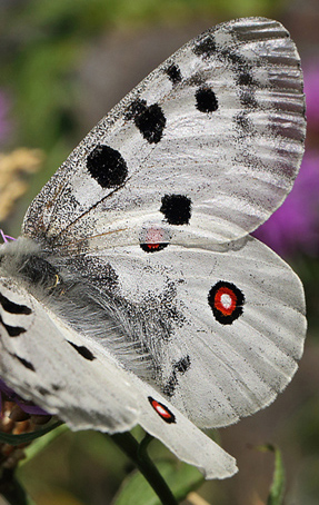 Apollo, Parnassius apollo. Loftahammar, Smland, Sverige. d. 21 July 2013. Photographer; Lars Andersen