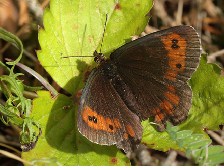 Skov-Bjergrandje,  Erebia ligea. hus, Skne, Sverige d. 1 August 2013. fotograf; Lars Andersen