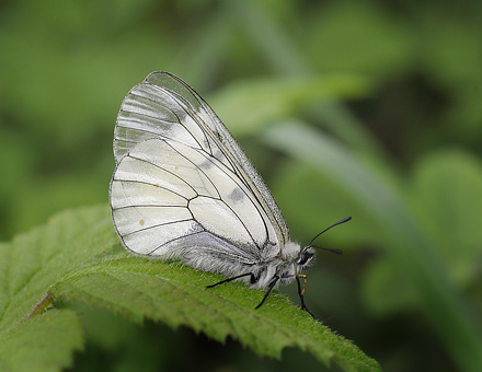 Mnemosyne, Parnassius mnemosyne han. Blekinge, Sverige d. 1 juni 2013. Fotograf;  Jens Mikkel Lausten