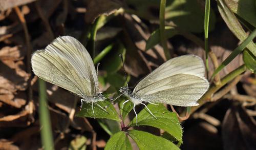 Enghvidvinge, Leptidea juvernica. Bäckebo, Småland, Sverige. d. 18 Maj 2013. Fotograf: Lars Andersen