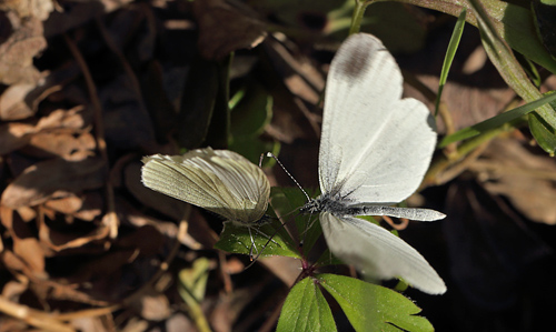 Enghvidvinge, Leptidea juvernica. Bäckebo, Småland, Sverige. d. 18 Maj 2013. Fotograf: Lars Andersen