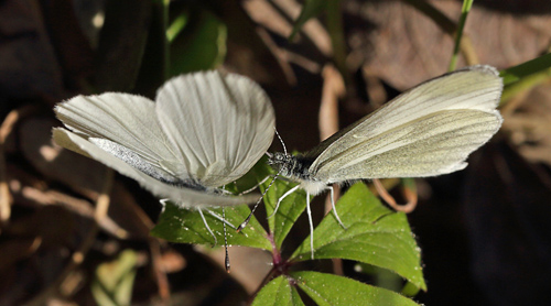 Enghvidvinge, Leptidea juvernica. Bäckebo, Småland, Sverige. d. 18 Maj 2013. Fotograf: Lars Andersen