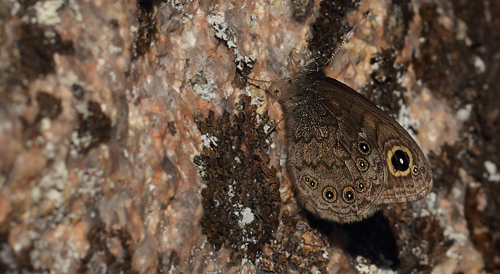 Bjerg-Vejrandje, Lasiommatus petropolitana han. Bckebo, Smland, Sverige. d. 18 Maj 2013. Fotograf: Lars Andersen