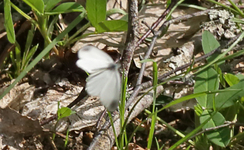 Enghvidvinge, Leptidea juvernica han. Hunnamla, Mien Sjn, Smland, Sverige. d. 20 Maj 2013. Fotograf: Lars Andersen