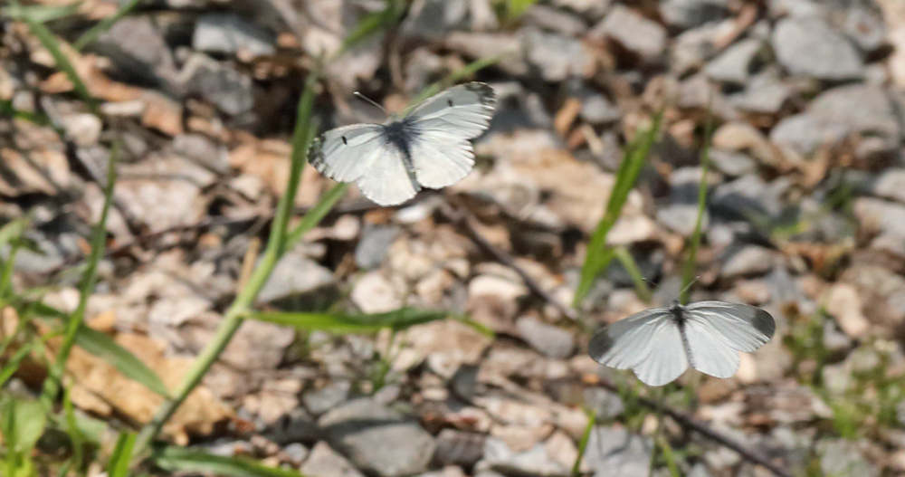 Enghvidvinge, Leptidea juvernica han jager en Aurora, Anthocharis cardamines hun. Kornalycke, Mien Sjön, Småland, Sverige. d. 20 Maj 2013. Fotograf: Lars Andersen