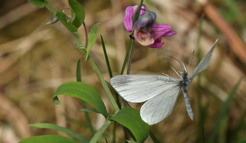 Enghvidvinge, Leptidea juvernica han. Hunnamla, Mien Sjn, Smland, Sverige. d. 20 Maj 2013. Fotograf: Lars Andersen