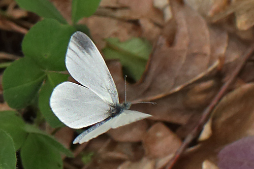 Enghvidvinge, Leptidea juvernica han. Hunnamåla, Mien Sjön, Småland, Sverige. d. 20 Maj 2013. Fotograf: Lars Andersen